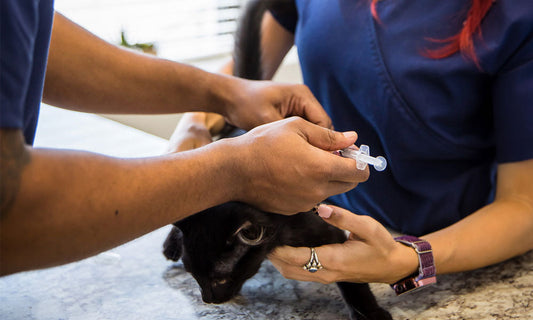 La importancia de ponerle las vacunas a nuestras mascotas incluyendo la bordetella