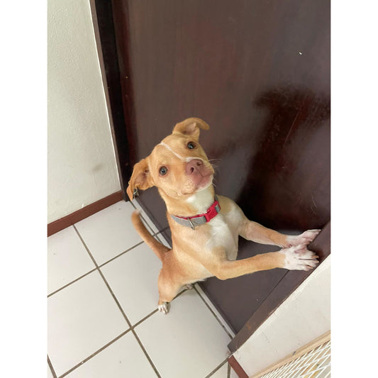 Hospedaje Hogareño Tarifa por día depende del peso