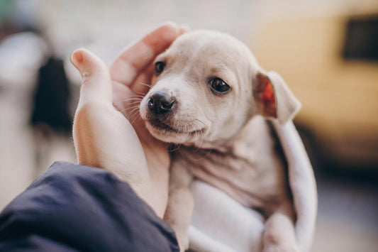 Beneficios de adoptar una mascota