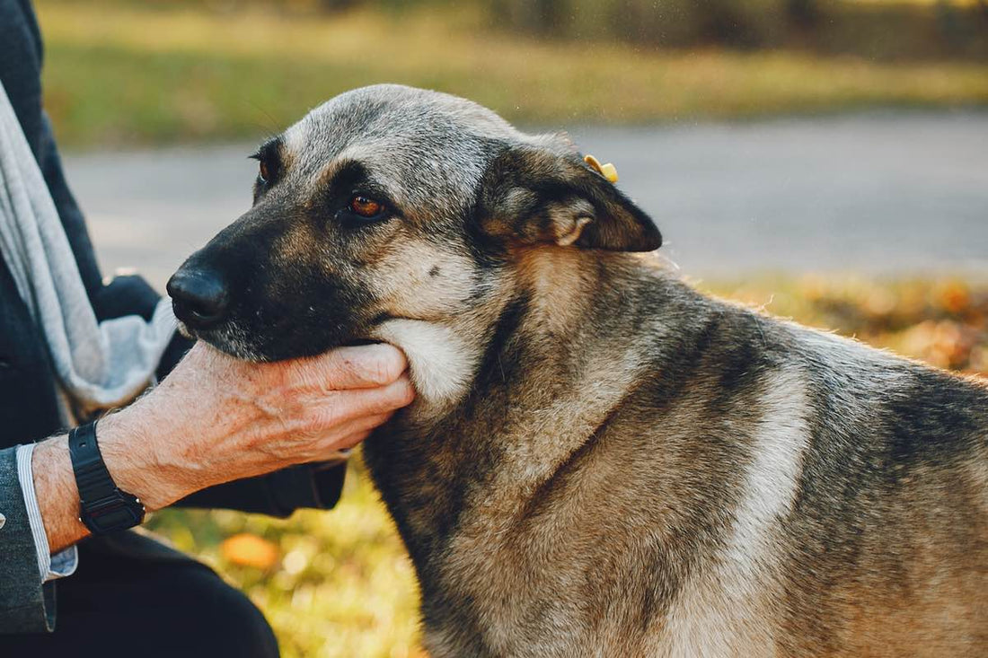 ¿Cómo detectar problemas neurológicos en perros?