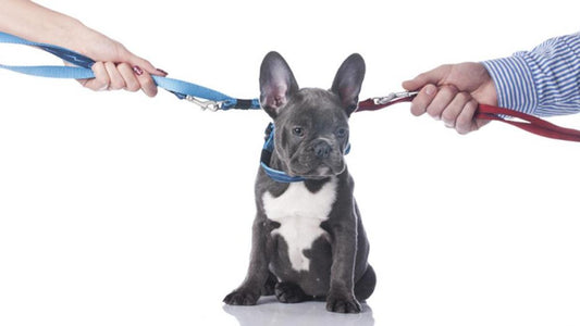 España aplicará la custodia compartida de la mascota en los divorcios