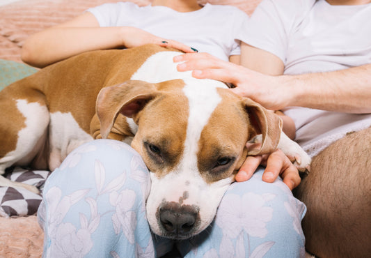 Consejos para ganarse la confianza de un perro