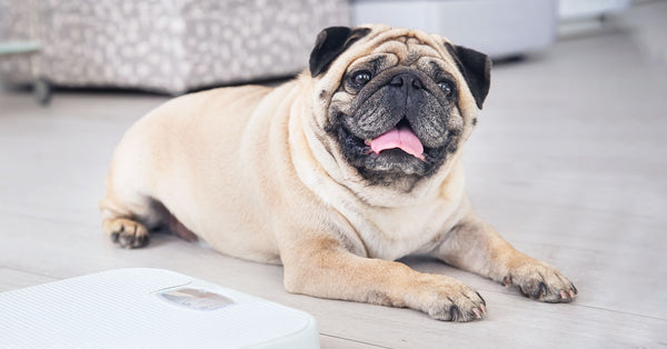 ¿Cómo evitar el sobrepeso en los perros?