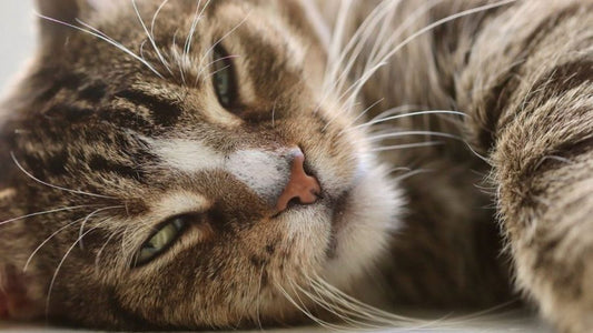 Problemas urinarios en gatos