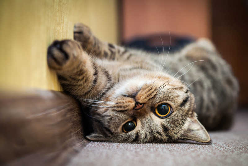 Convulsiones en gatos