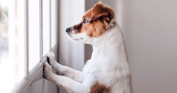 Ansiedad por separación en perros – Síntomas y tratamiento