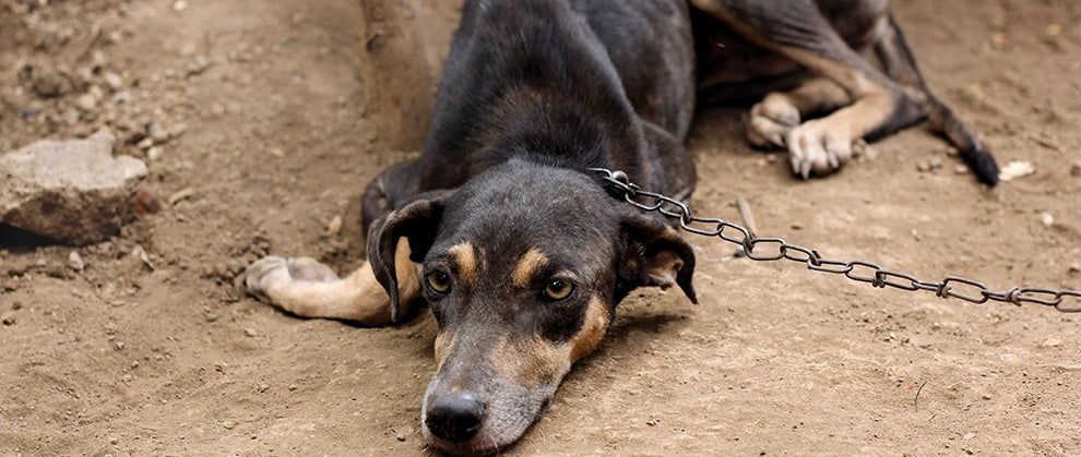 Cómo Reconocer la Crueldad y Como Reportarla