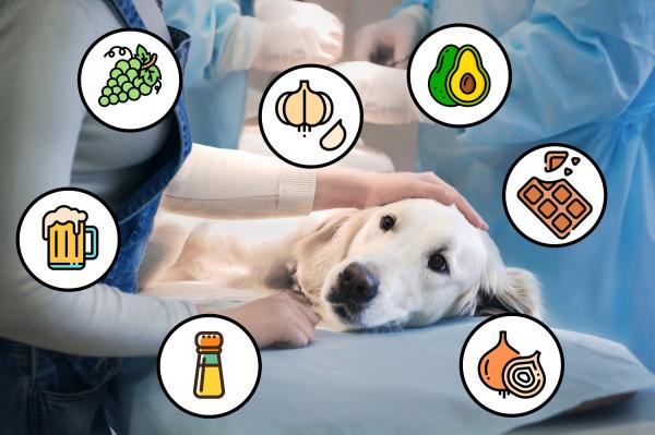 Alimentos prohibidos para perros
