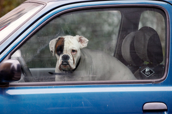 Nunca dejes a una mascota sola dentro de un auto. ¡Es la ley!