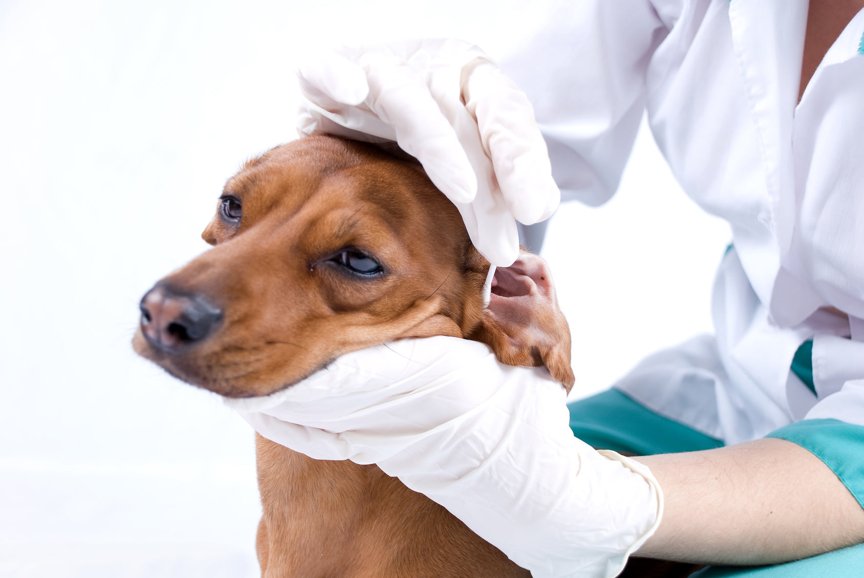 Otitis en perros, causas, síntomas y tratamiento