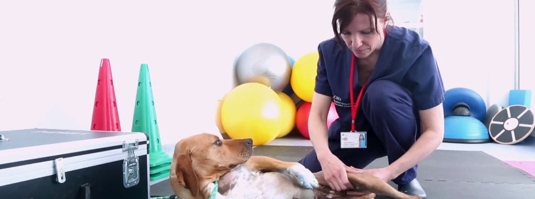 Luxación (Dislocación) de Cadera