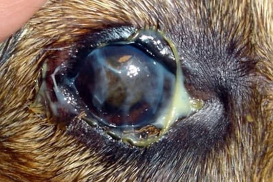 Enfermedades de los ojos en perros