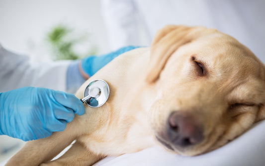El Coronavirus Canino