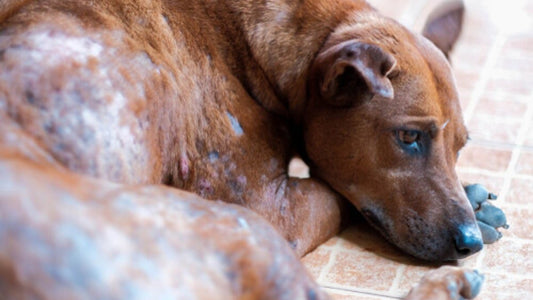 La Sarna en Perros y Gatos
