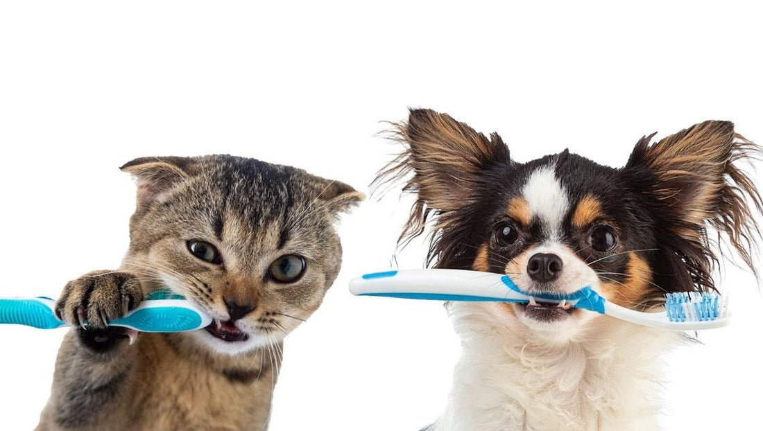 ¿Cuantas veces hay que hacerle la limpieza dental a su masota?