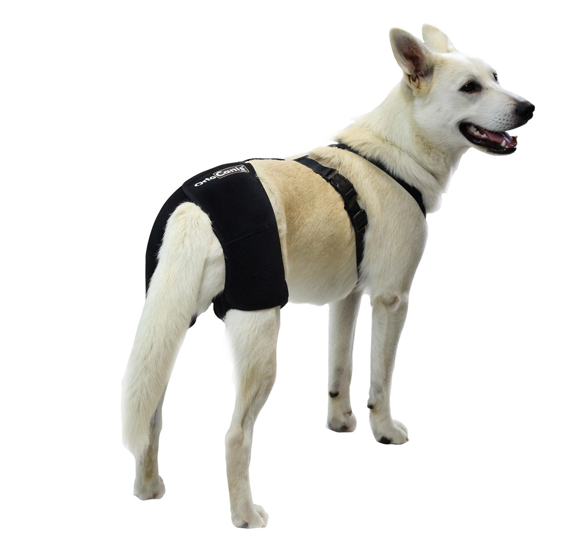 Displasia de Cadera Canina