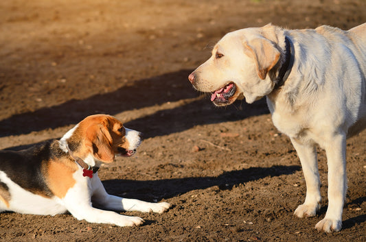 ¿Existe la dominancia en perros?