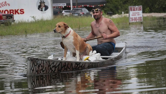 Seguridad de las mascotas durante emergencias