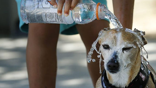 Golpe de calor en perros