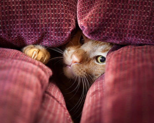¿Por qué mi gato se esconde cuando viene gente?