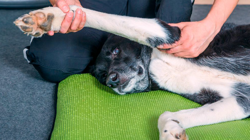 Artritis en Perros y Gatos