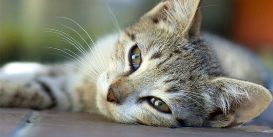 La Leucemia Felina