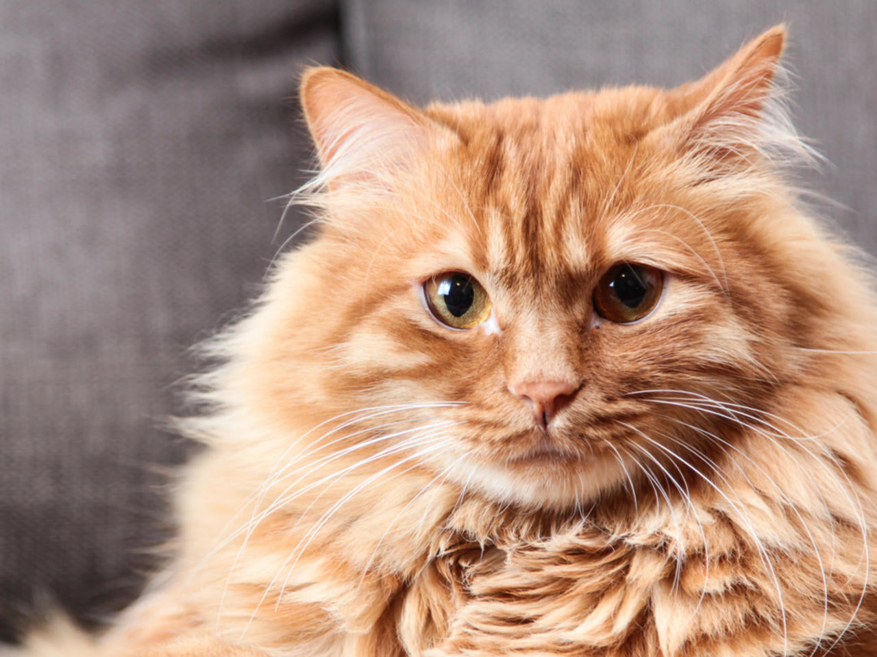 15 cosas que no debes hacerle a tu gato