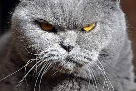 La Ciencia Confirma Que Los Gatos Tienen La Misma Personalidad De Sus Dueños