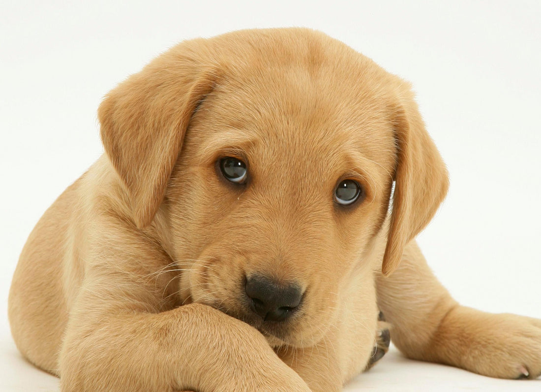 ¿Por qué tu perro te pone ojitos?