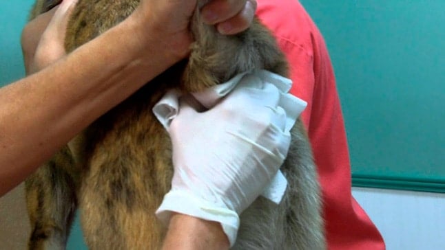 Glándulas anales en perros: Síntomas de infección