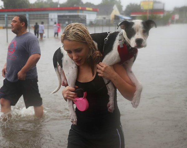 Cuidando de sus mascotas durante las tormentas, los huracanes y las inundaciones
