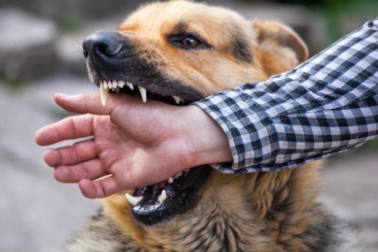 Prevención de Mordeduras de Perros