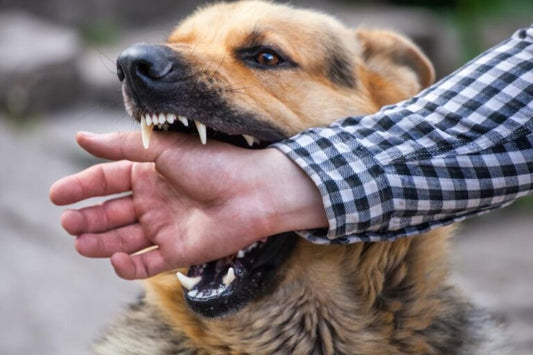 Prevención de Mordeduras de Perros