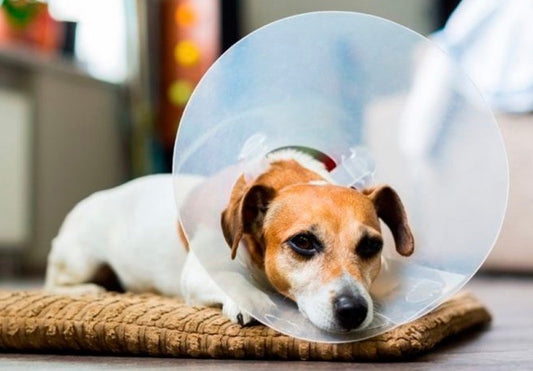 Beneficios de Esterilizar o Castrar a su Mascota