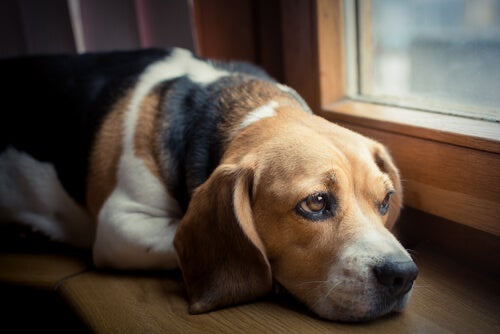 El Cáncer en los Animales