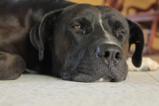 Problemas renales en perros