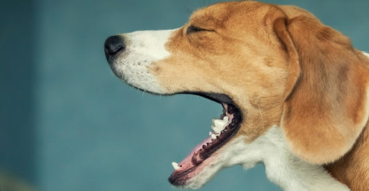 El Kennel Cough o Tos de Perrera