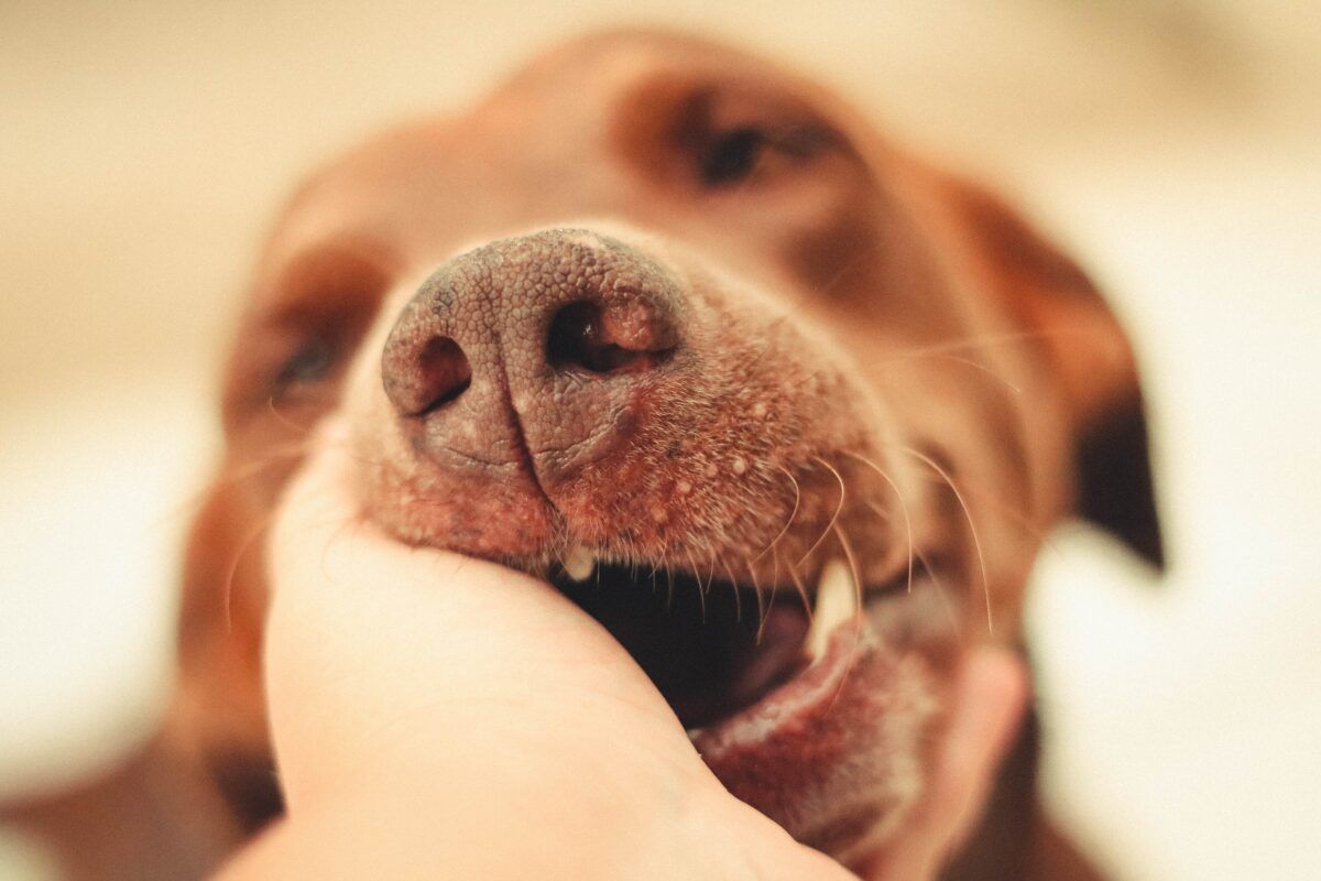 Linfoma en perros – Tratamiento y esperanza de vida