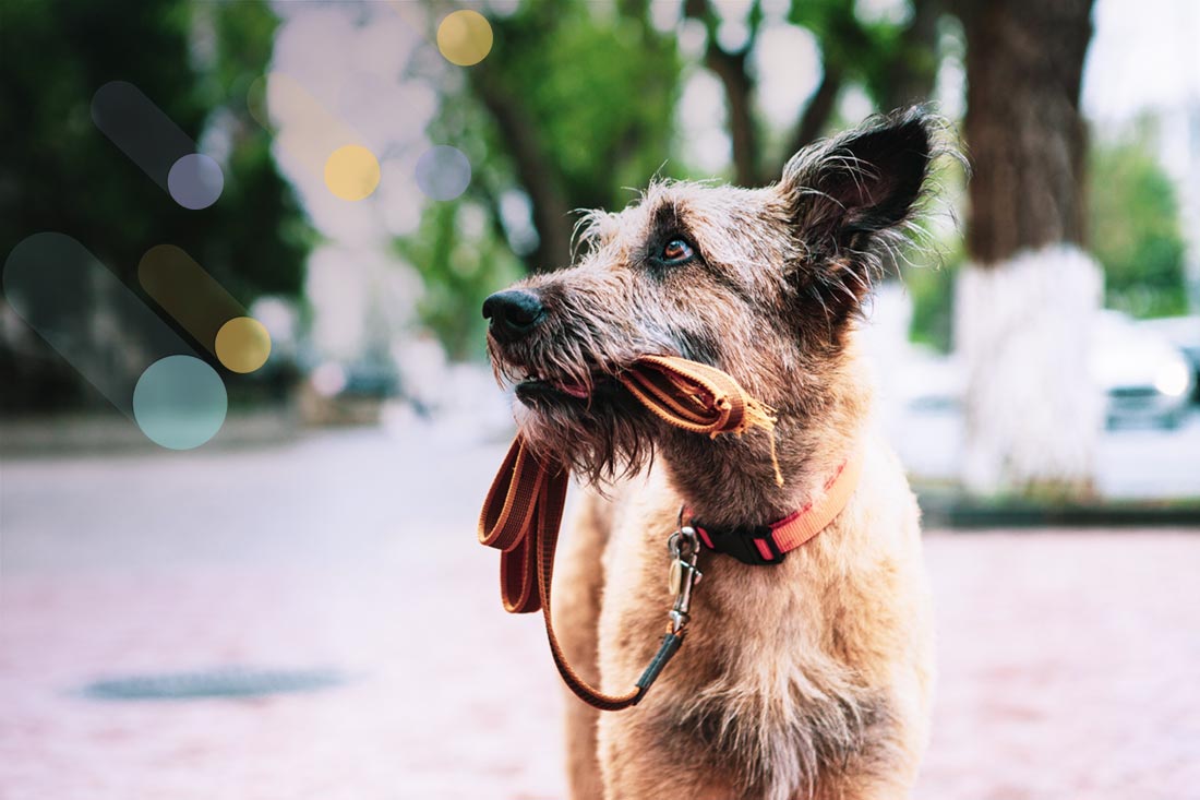 Encontrar una mascota perdida