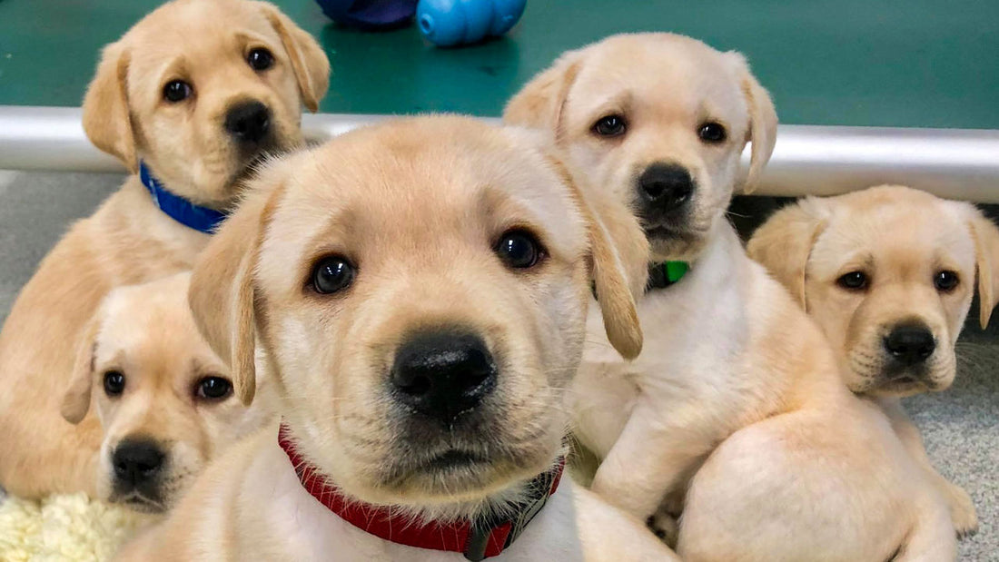 Alimentar cachorros recién nacidos