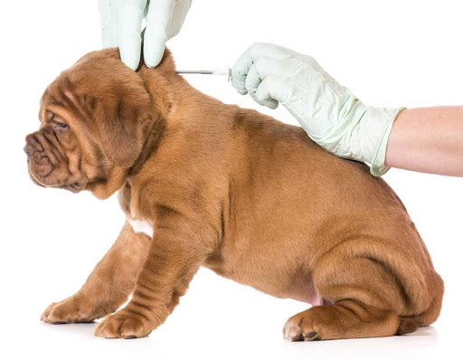 Ponerle un Microchip a su Mascota