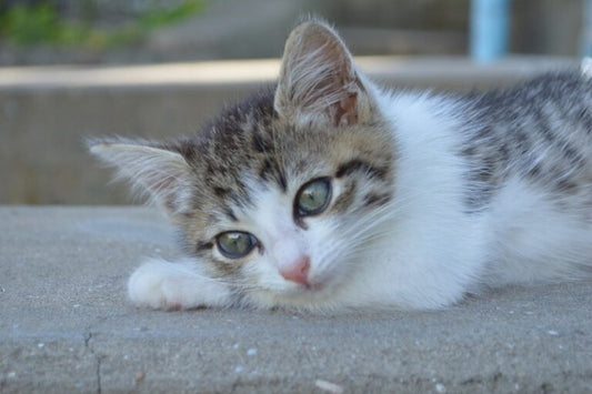 La panleucopenia felina