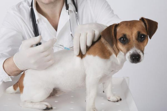 Parvovirus Canino
