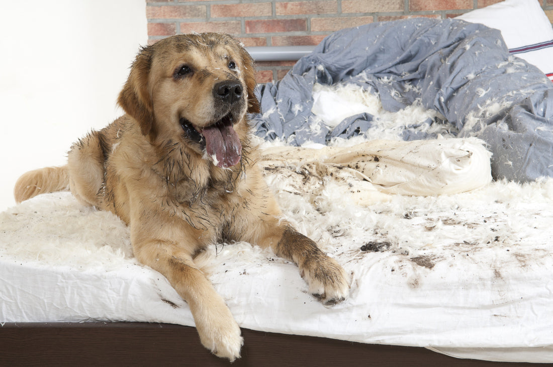 Mi Perro es un Destructor- Causas y Soluciones