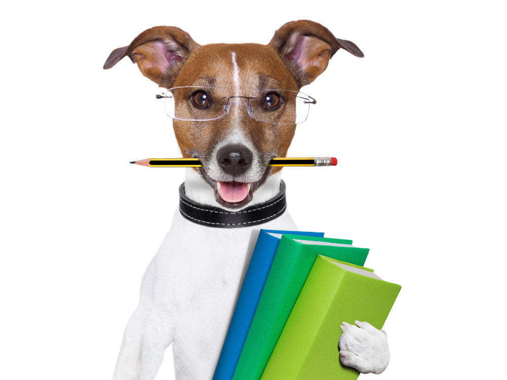 La inteligencia de los perros