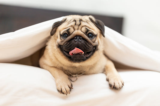 ¿Por qué mi perro no ladra o ladra poco?