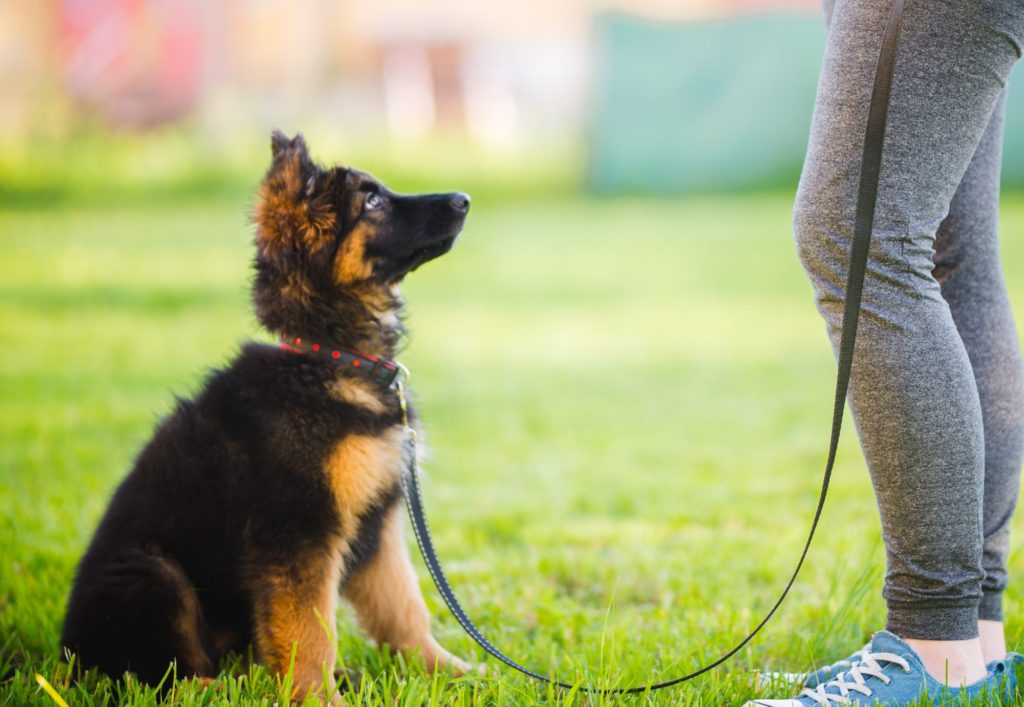 ¿Cómo enseñar a tu cachorro a ir al baño?