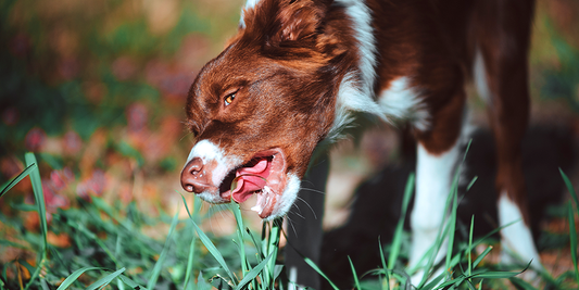 ¿Por qué los perros comen pasto?