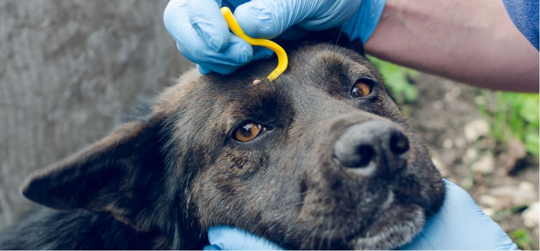 La enfermedad de Lyme en perros