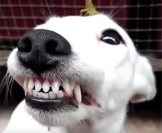 Cuidado Dental de Nuestras Mascotas
